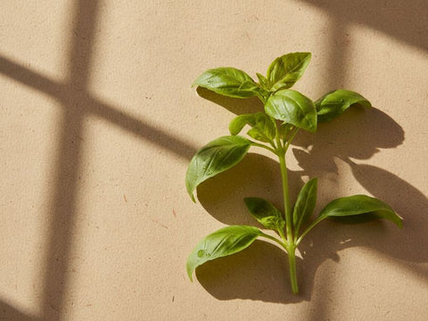 Basil