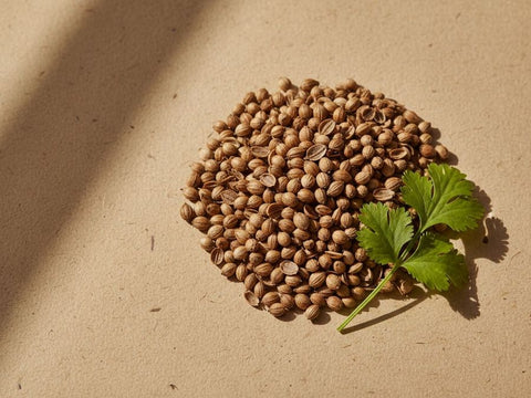 Coriander