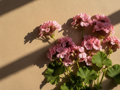 Geranium